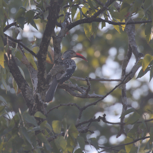 Southern Red-billed Hornbill