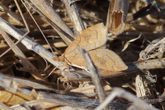 Udea profundalis