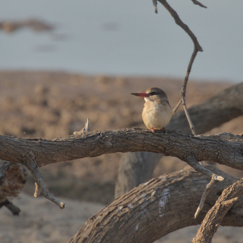 Brown-hooded Kingfisher