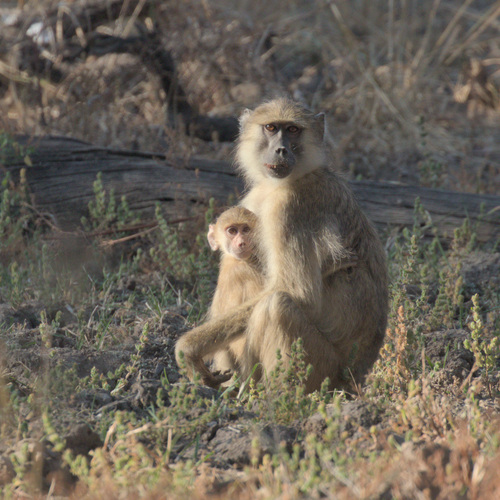 Yellow Baboon