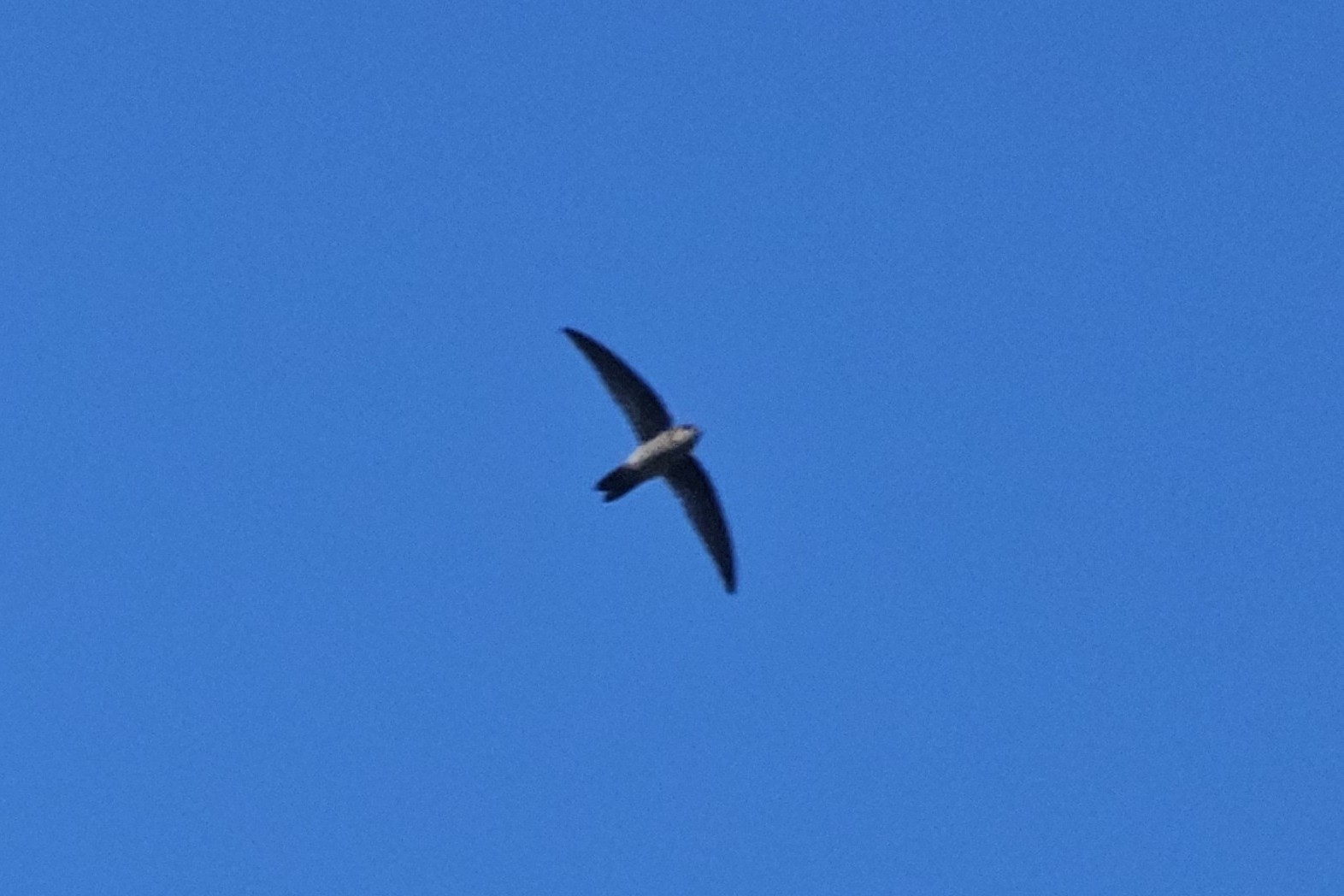 Australian Swiftlet (Aerodramus terraereginae), photo 9