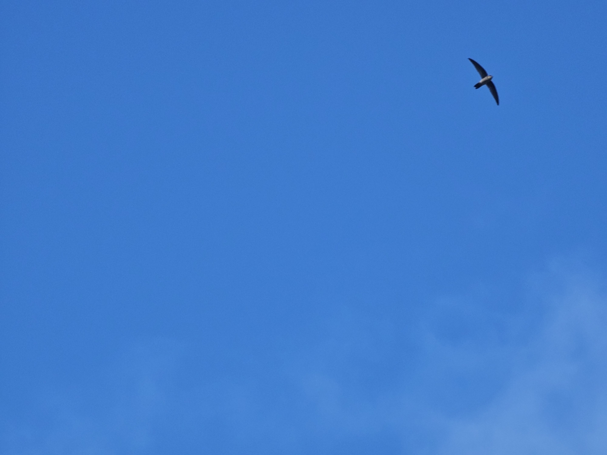 Australian Swiftlet (Aerodramus terraereginae), photo 10