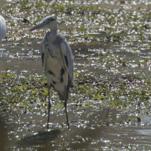 Grey Heron