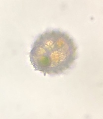Colepidae