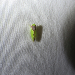 Sobara palliolata