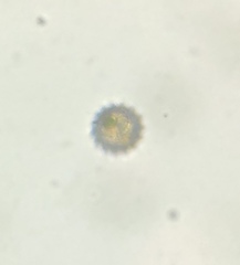 Colepidae