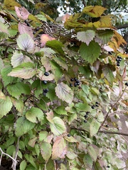 Viburnum rafinesqueanum