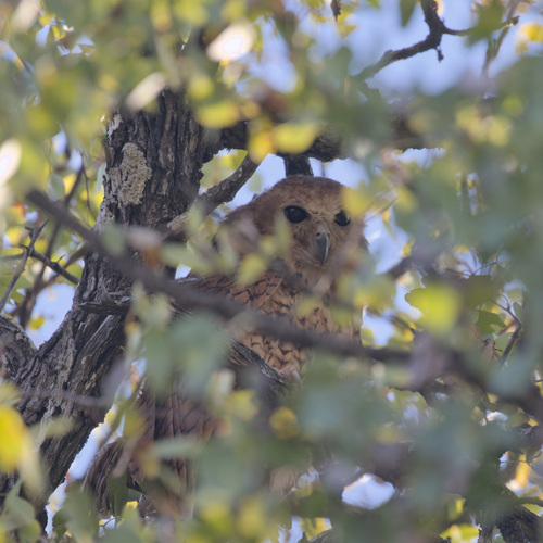 Pel's Fishing-Owl