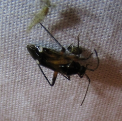 Eustictus