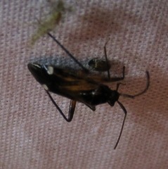 Eustictus