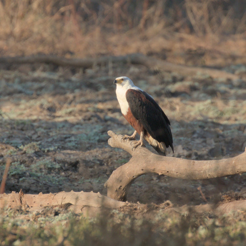 African Fish-Eagle
