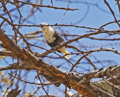 Lybius leucocephalus