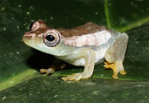 Sierra Leone Reed Frog, Hyperolius chlorosteus