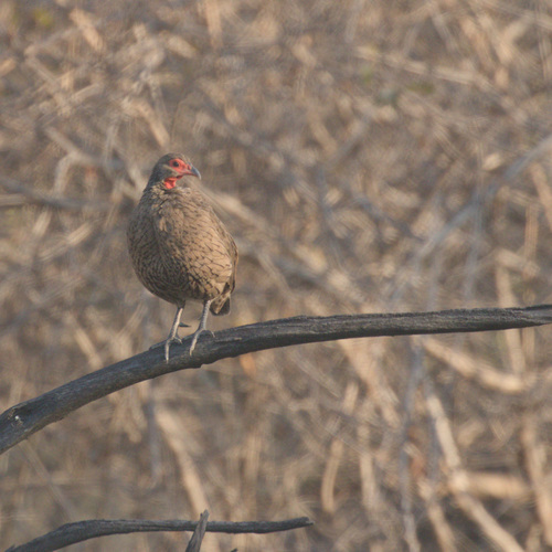 Swainson's Spurfowl