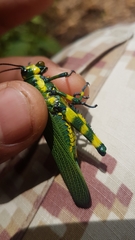 Chromacris psittacus