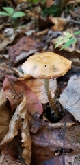 Leratiomyces squamosus thraustus