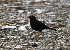 Turdus serranus