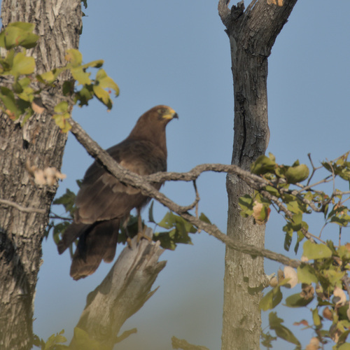 African Harrier-Hawk