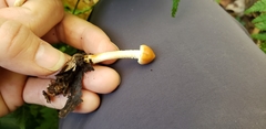 Leratiomyces squamosus thraustus