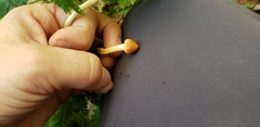Leratiomyces squamosus thraustus