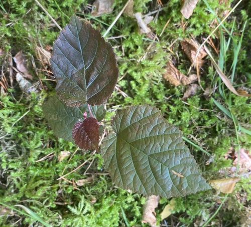 Filbert (Corylus maxima)