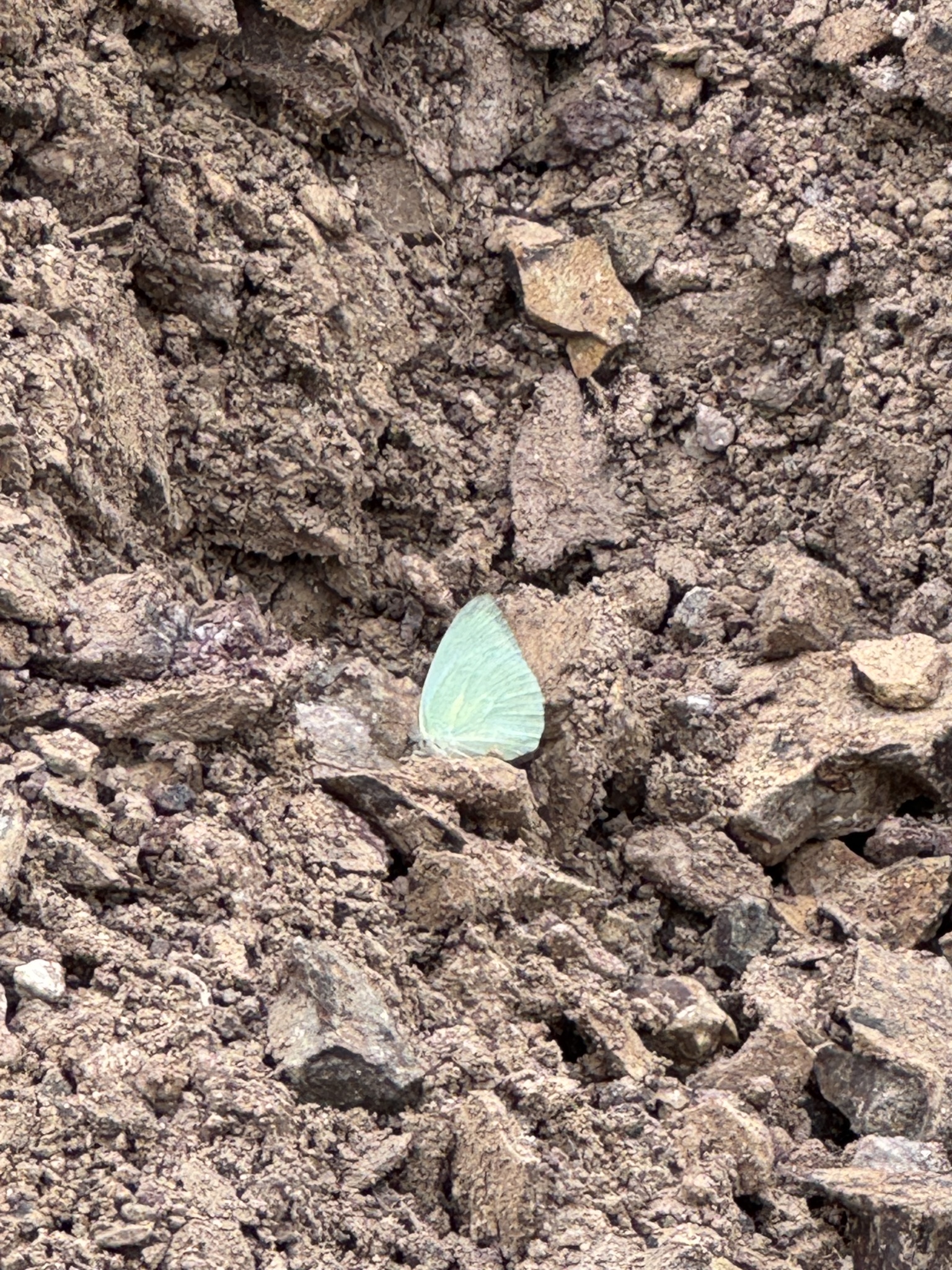Mottled Emigrant