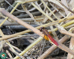 Erythrodiplax ochracea