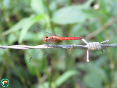 Erythrodiplax ochracea