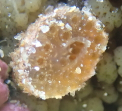 Aplidium scabellum