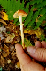 Leratiomyces squamosus thraustus