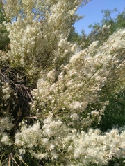Baccharis neglecta