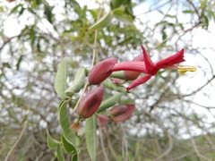 Dolichandra cynanchoides