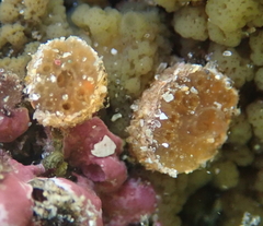 Aplidium scabellum