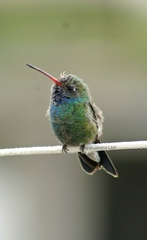 Cynanthus latirostris