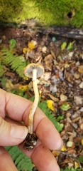 Leratiomyces squamosus thraustus
