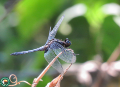 Erythrodiplax paraguayensis