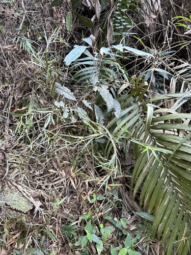 Epidendrum filicaule Lindl. 3
