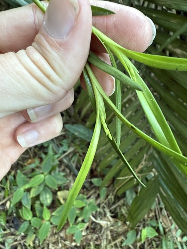 Epidendrum filicaule Lindl. 4