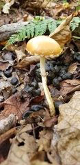 Leratiomyces squamosus thraustus