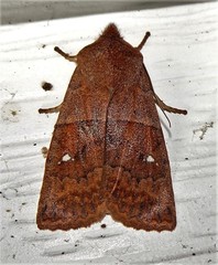 Eupsilia vinulenta