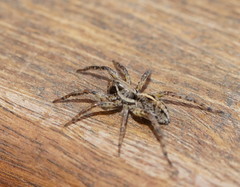 Artoriopsis