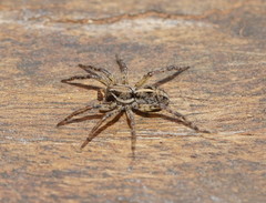 Artoriopsis