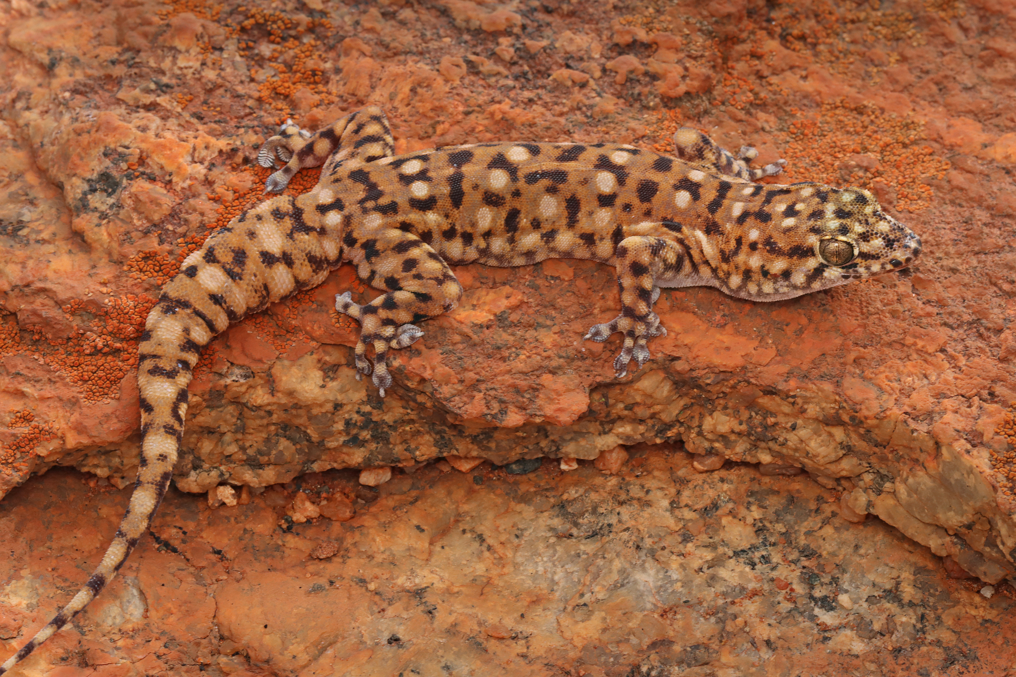 Large-Spotted Rock Dtella photo 2