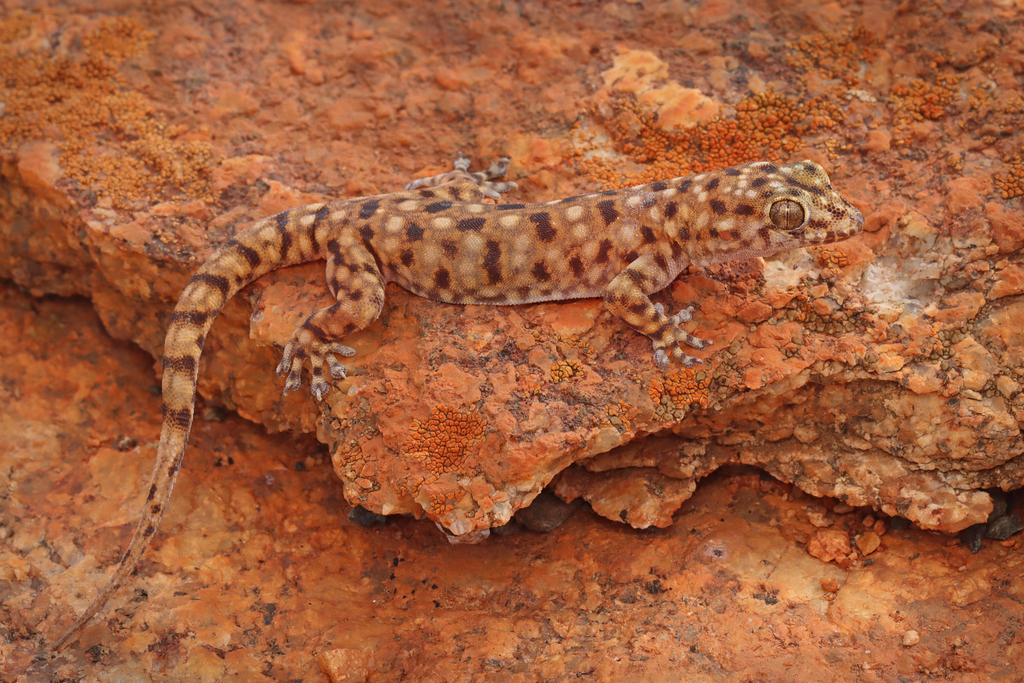 Large-Spotted Rock Dtella