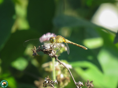 Erythrodiplax umbrata