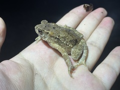 Bony-Headed Toad photo 1