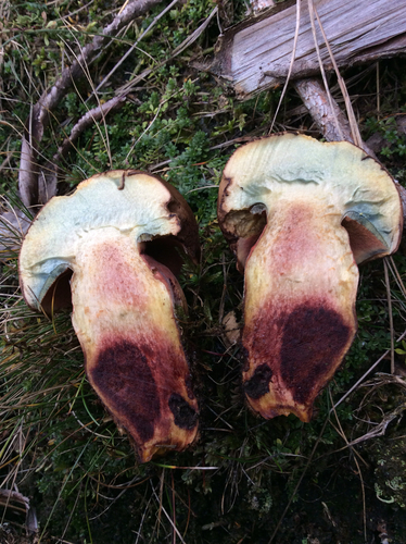 Dotted Stem Bolete