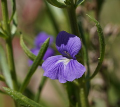 Stemodia florulenta