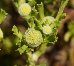 Centipeda cunninghamii
