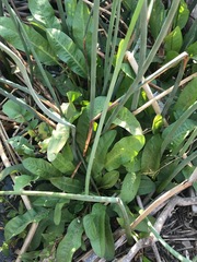 Limonium californicum
